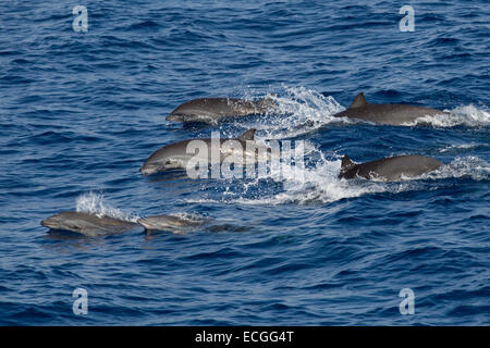 Fraser`s dolphin, Lagenodelphis hosei, Borneo-Delfin, group surfacing, Indonesia, Bali Stock Photo
